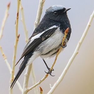 Blue-capped Redstart